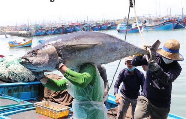 Vietnam maintains efforts to fight IUU fishing hinh anh 2