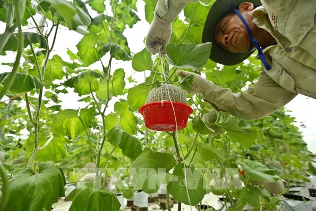 Vietnam moves to boost green agriculture hinh anh 2