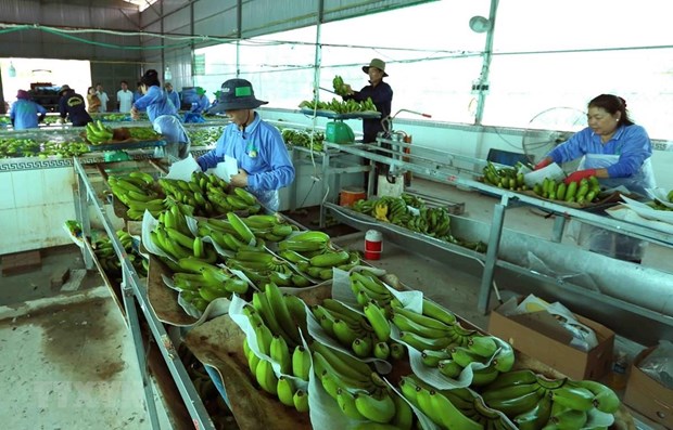 Protocol opens export opportunities for Vietnamese bananas hinh anh 1
