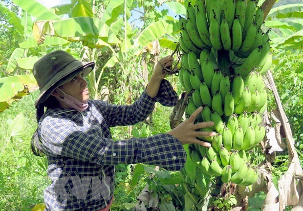 Protocol opens export opportunities for Vietnamese bananas hinh anh 2