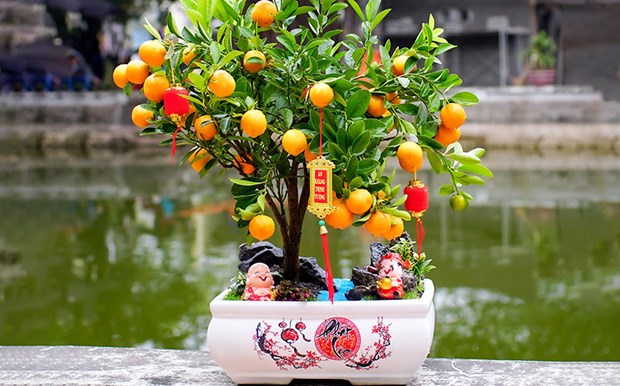 Kumquat – enduring symbol of Tet hinh anh 2