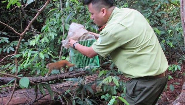 📝 OP-ED: Vietnam takes drastic action to hunt down wildlife trafficking hinh anh 3