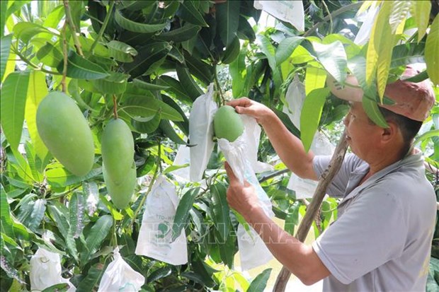 Mekong Delta develops trademarks for specialties hinh anh 2
