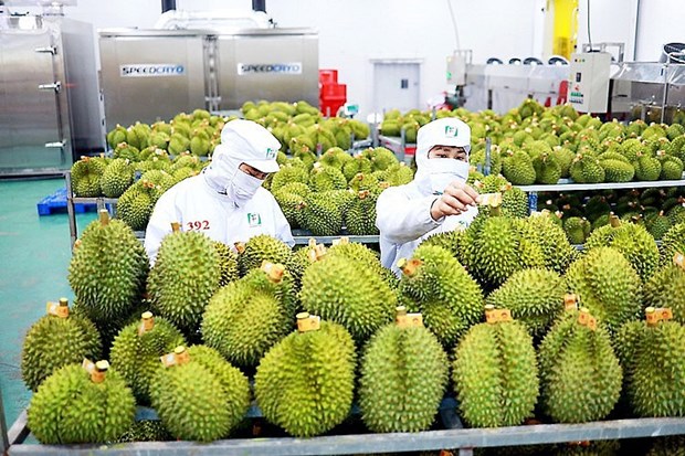 Vietnam’s vegetable, fruit exports likely to hit 4 billion USD this year hinh anh 2