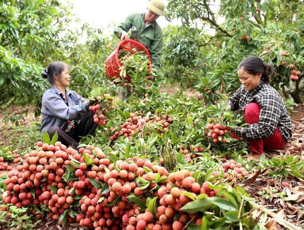 Hung Yen enters early-ripening hybrid litchi harvesting season hinh anh 1