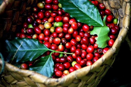 Gia Lai province focuses on specialty coffee branding hinh anh 1