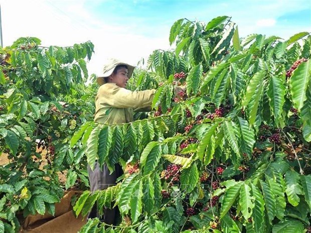Gia Lai province focuses on specialty coffee branding hinh anh 2