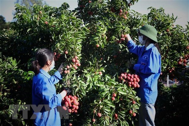 Bac Giang fights smuggling to facilitate lychee trade, production hinh anh 1