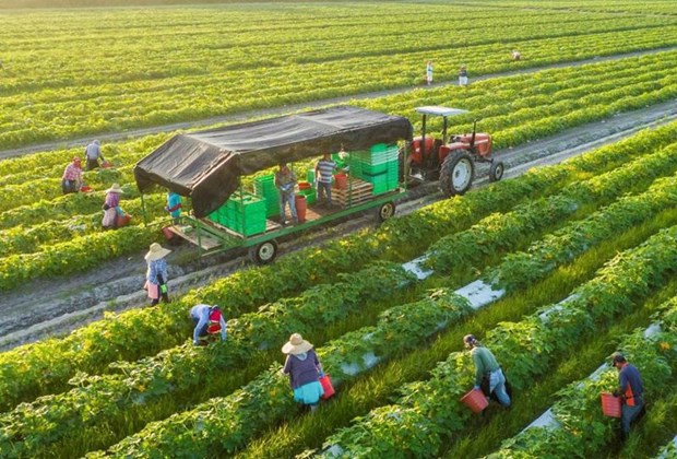 Green, circular agricultural production boosts exports hinh anh 1