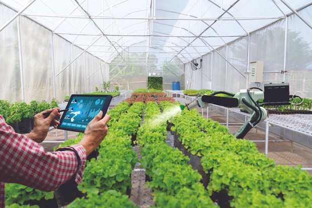 Phu Tho: digital transformation in agriculture – key to breakthrough hinh anh 1