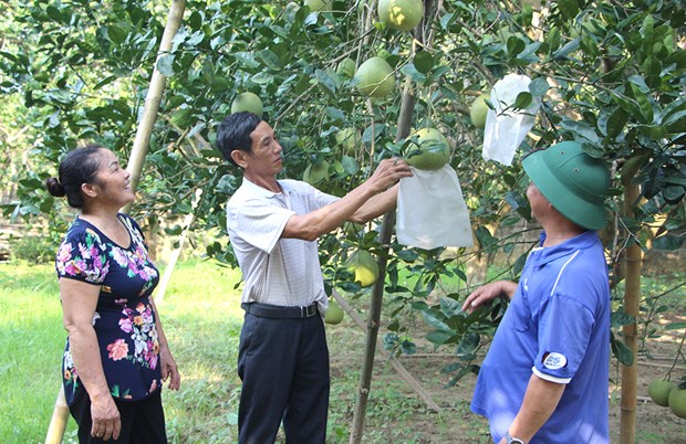 Phu Tho puts agricultural land to effective use hinh anh 1