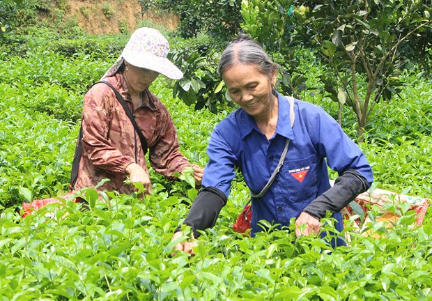 Phu Tho puts agricultural land to effective use hinh anh 2