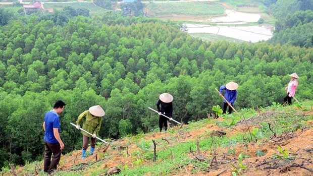 Bac Giang seeks to improve forestry production value hinh anh 1