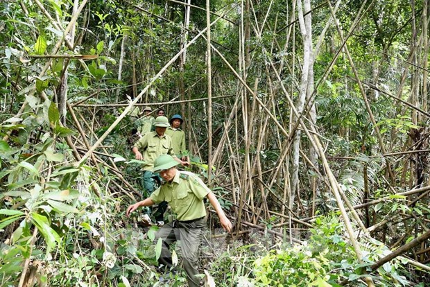 Bac Giang seeks to improve forestry production value hinh anh 2