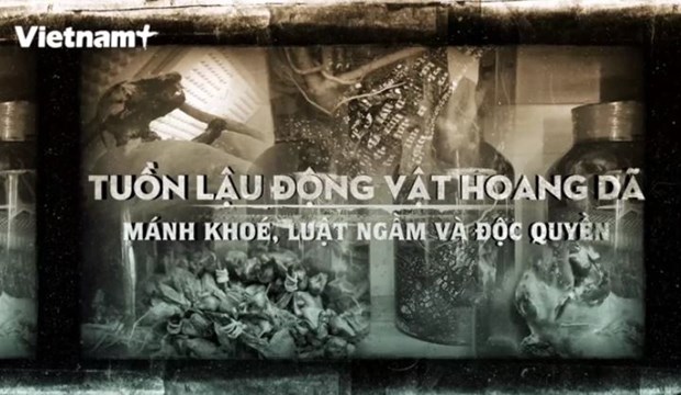 International organisation urges Vietnam to combat wildlife trafficking hinh anh 1