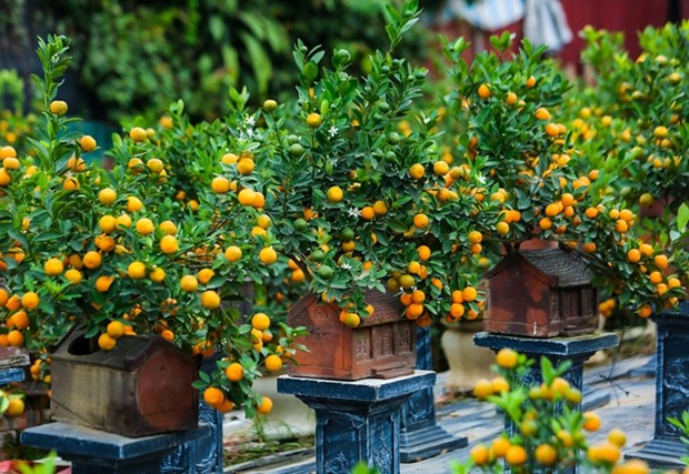 Popular ornamental plants in Vietnamese houses during Tet hinh anh 3