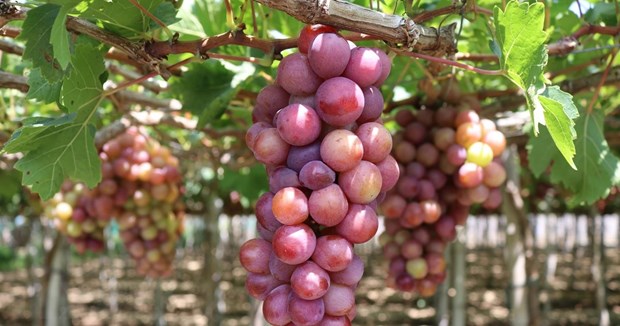 Ninh Thuan takes grape production to next level hinh anh 1
