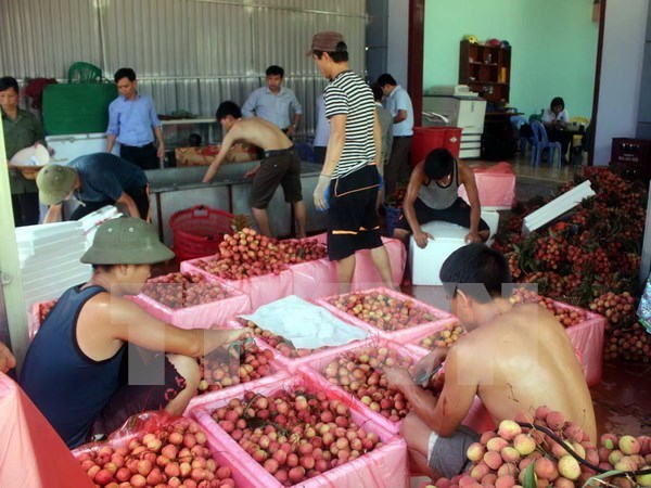 Fruit, veggie exports hit record in 2015 hinh anh 1