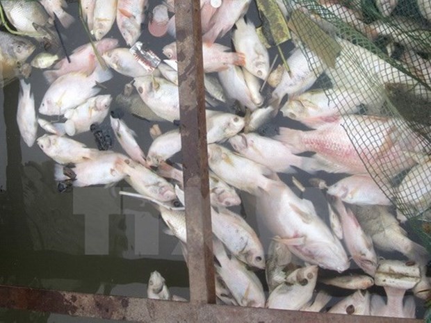 PM urges prompt delivery of relief following mass fish deaths hinh anh 1