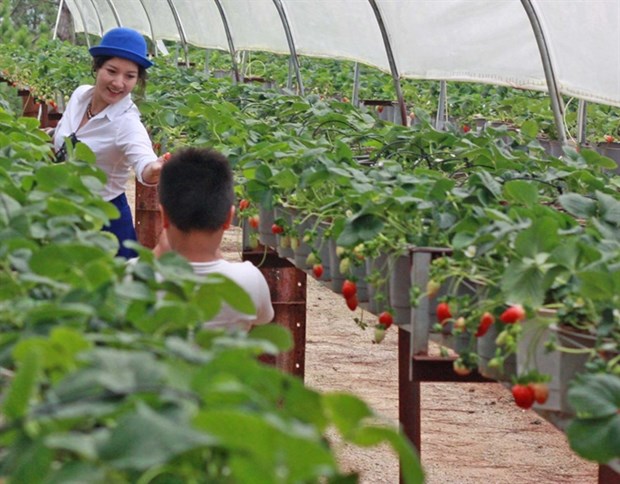 Japan eyes TPP investment in Vietnam’s agriculture hinh anh 1