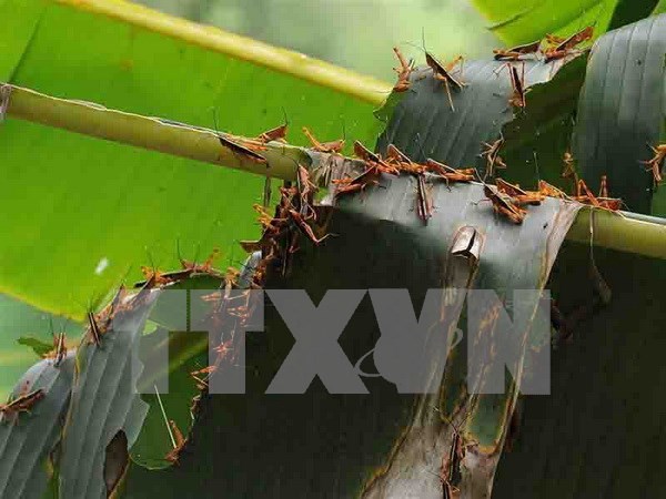 Locusts damage 9,000 ha of crops in Son La hinh anh 1