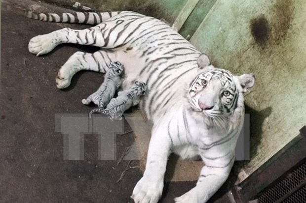 WWF urges closure of all tiger farms in Asia hinh anh 1
