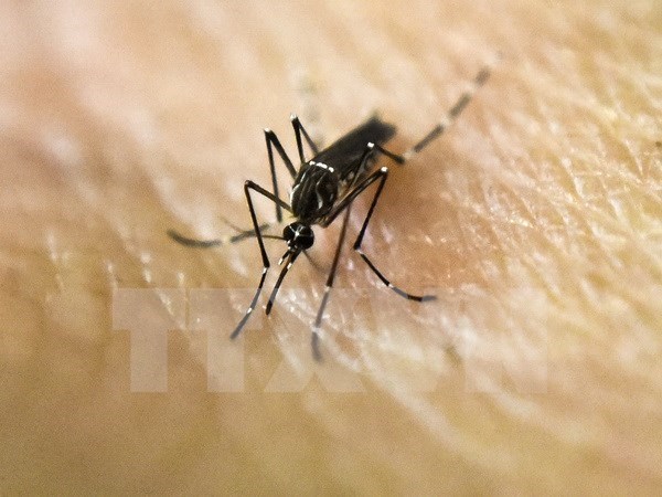 Singapore sprays residences as Zika expected to spread hinh anh 1