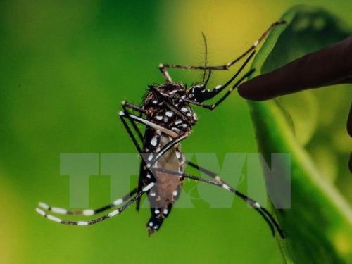 Thai ministry urges citizens not to panic over Zika virus hinh anh 1