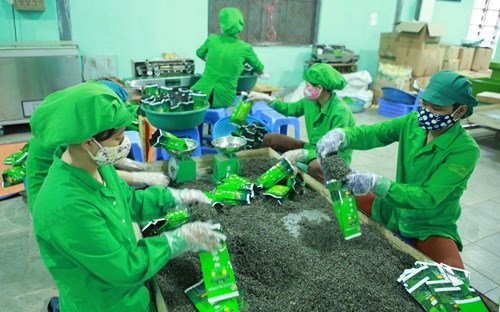 Shrinking prices lower Vietnam’s tea export value hinh anh 1