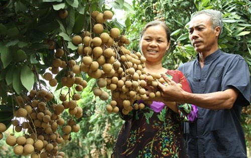 Vietnam expects 2.5 billion USD gain in fruit, veggie exports hinh anh 1