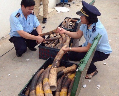 Customs seize 309kg of animal tusks from Lagos hinh anh 1