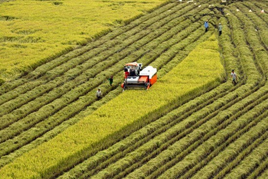 Hau Giang expands certified rice cultivation hinh anh 1