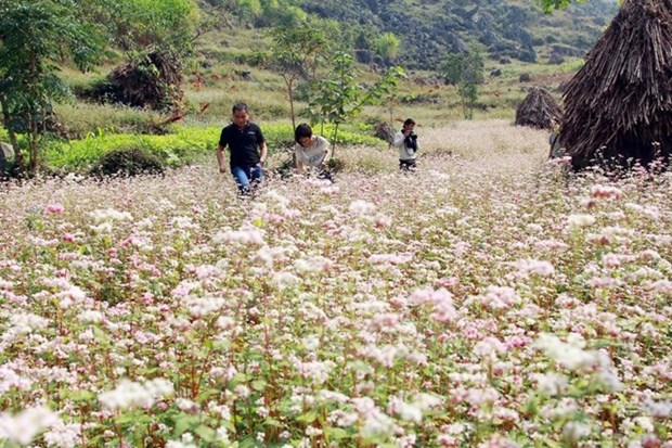 Buckwheat fest in its full bloom hinh anh 1