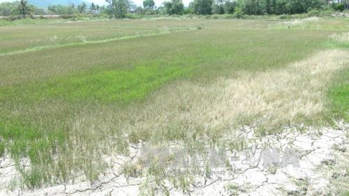 Drought-hit Ninh Thuan province gets 2,900 tonnes of relief rice hinh anh 1
