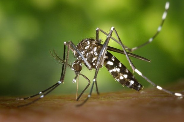Philippines reports 10 more Zika cases hinh anh 1
