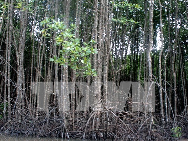 Mangrove forests protect sea dykes in Quang Tri hinh anh 1