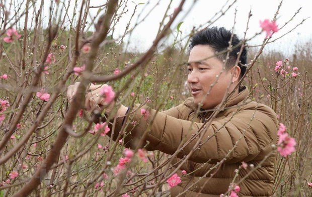 Dinh Bang peach blossom village gets busy ahead of Tet hinh anh 2