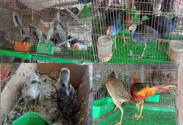 Ministry warns of risks posed by illegal wildlife trading, consumption hinh anh 2