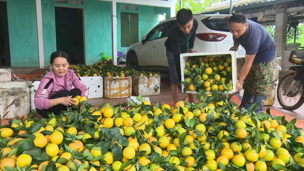Luc Ngan looks to become key fruit farming centre of Vietnam hinh anh 2