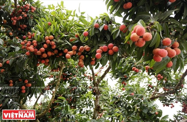 Luc Ngan looks to become key fruit farming centre of Vietnam hinh anh 1