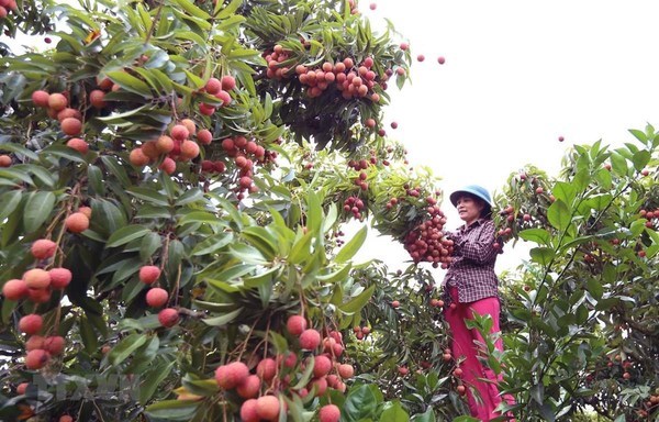 Bac Giang compiles three scenarios for lychee consumption amid COVID-19 hinh anh 2