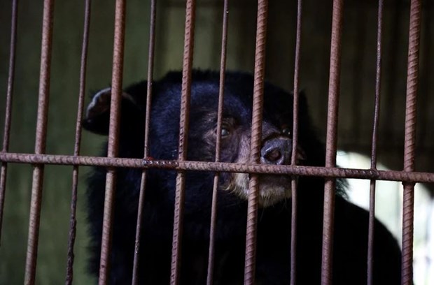 Vietnam bear rescue centre welcomes three black bears hinh anh 1