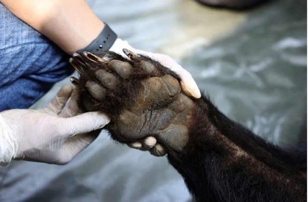 Vietnam bear rescue centre welcomes three black bears hinh anh 3