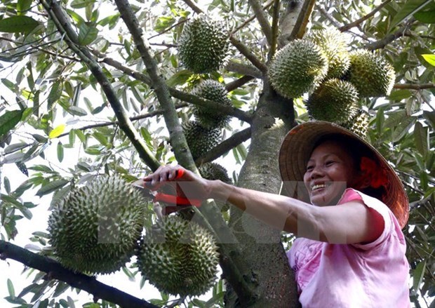 Exports to China via official channels raise stature of Vietnamese durians hinh anh 1