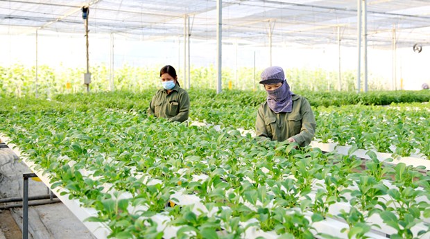 Hanoi strives to raise annual income for farmers to 70 million VND in 2023 hinh anh 1