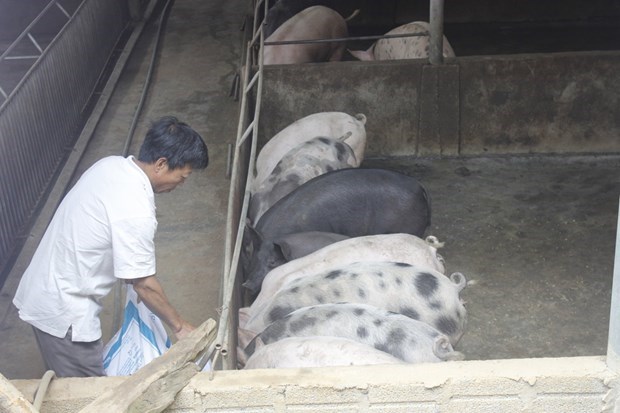 Black pigs “hunted” for Tet dishes hinh anh 1