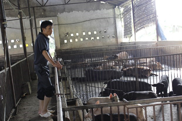 Black pigs “hunted” for Tet dishes hinh anh 2