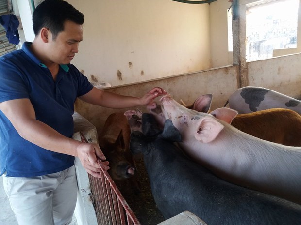 Black pigs “hunted” for Tet dishes hinh anh 3