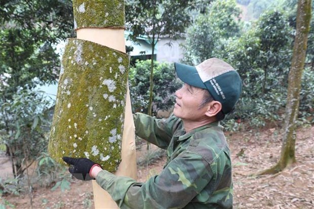 Cinnamon growing helps reduce poverty in Yen Bai province | Society | Vietnam+ (VietnamPlus)
