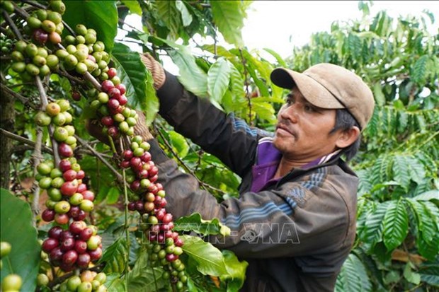 La provincia de Gia Lai busca formas de aumentar el valor del café hinh anh 2